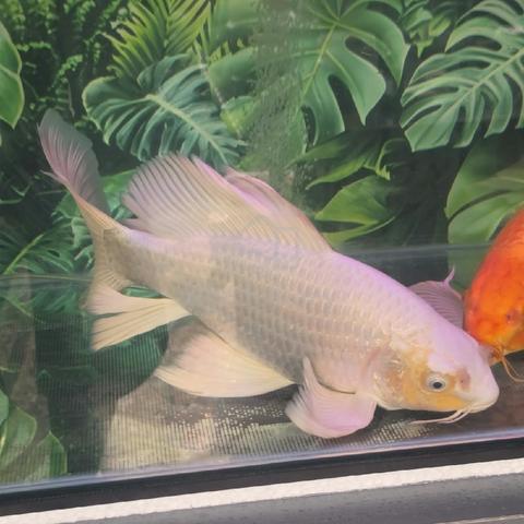43cm big size butterfly Koi fish for sale - photo 3 of 3