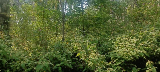 Johor Pengerang Agricultural Freehold Land For Sale 1