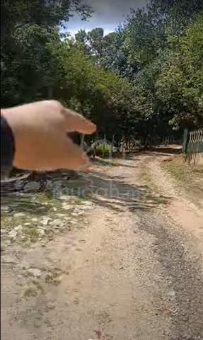Hulu Tamu Batang Kali tanah dusun cantik penuh pokok buah Malay Rezab 1