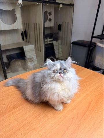 Napoleon Munchkin - photo 5 of 6