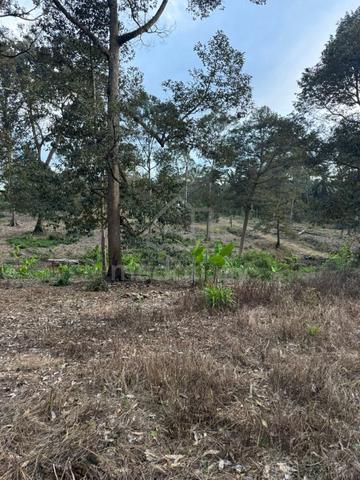 For Sale / Agricultural Land / Paloh / Kluang / 6 Acres / Freehold 1