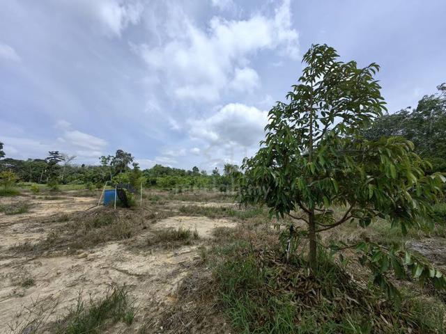 4.35 Acres Durian Freehold Seberang Jelai Padang Tengku Kuala Lipis 1