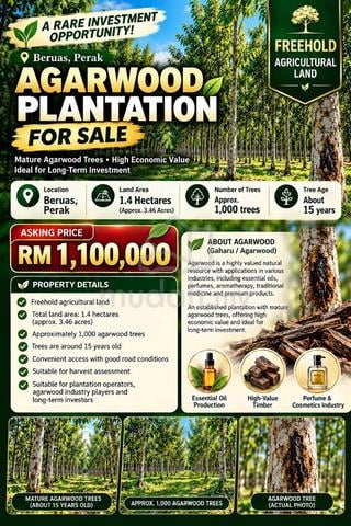 Agarwood Plantation Land For Sale @ Beruas Perak , Freehold 1