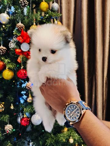 Teacup Pomeranian Pets For Sale In Sentul Kuala Lumpur