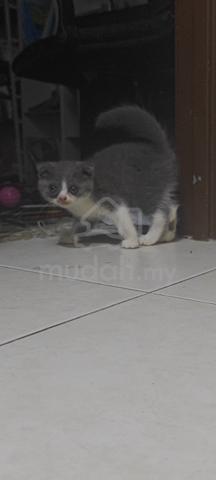 Scottish Fold  - photo 2 of 3