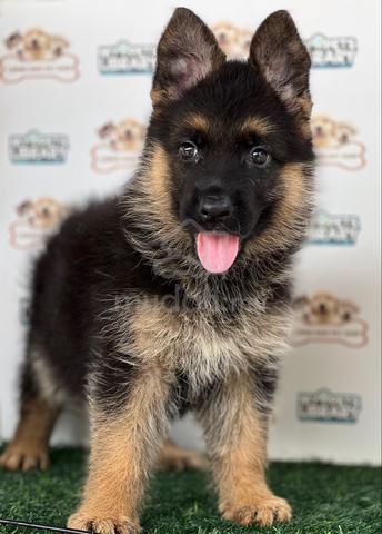 German Shepherd - photo 6 of 6