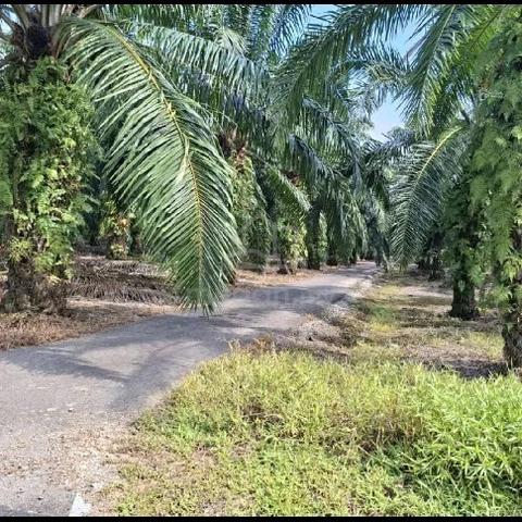 tanah untuk dijual 1