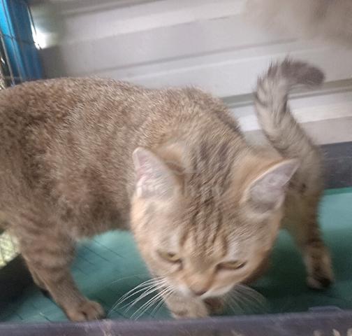 bsh - photo 5 of 5