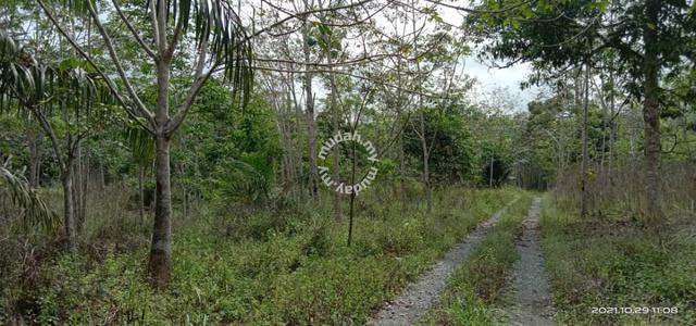 Tanah Pertanian Getah Kampung Som Hulu Cheka Jerantut 2