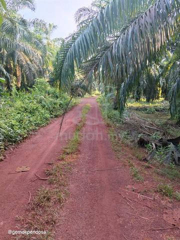 Gersik Tangkak Kebun Sawit Utk Dijual 1