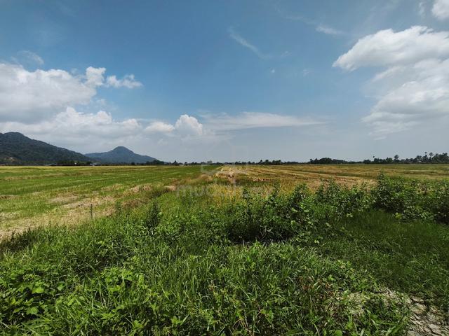 Tanah Sawah Free Hold Non Bumi Mukim Gunong Semanggol Perak 1
