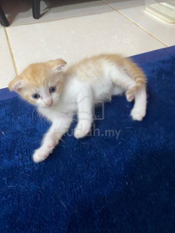 BSH mix SCOTTISH FOLD - photo 2 of 3