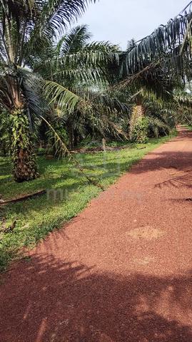 Land for sale. 2500 acre  for solar. bedong kedah.  1