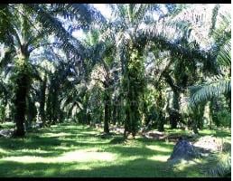 Jualan Hartanah Padang Serai, Kedah 1