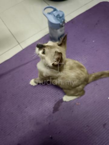 Carousel Image
