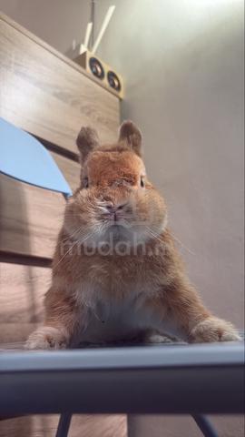 netherland dwarf rabbit nd rabbit orange - photo 3 of 4
