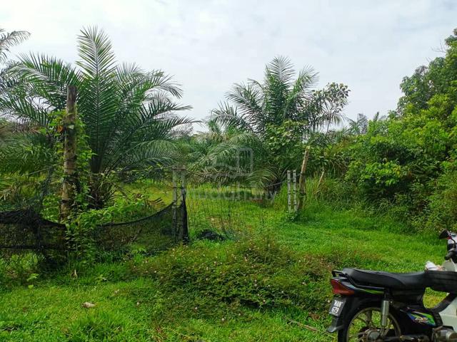 Tanah kebun getah untuk dijual. Kg Nasi Dingin Kuala Berang 1