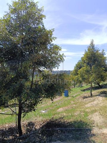 9 yr and mix age musang king black thorn and other fruit farm 1