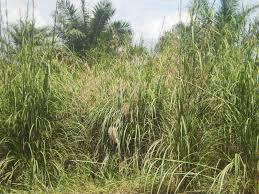 Agriculture Land for Sale 1