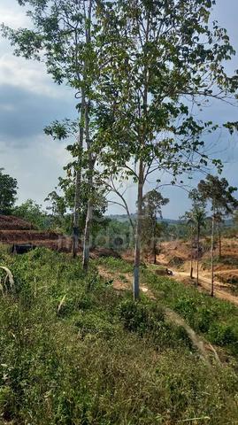 *Tanah Pinggir Kampung Gali Hilir Raub Pahang* 1