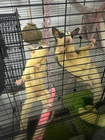 sugar glider - photo 5 of 6