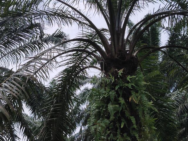 OIL PALM FREEHOLD😊NON BUMI 💕 2.0ac KPG PAK DOLAH KAMUNTING TOLL 1