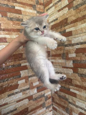 BSH Kitten Golden Blue - photo 5 of 6
