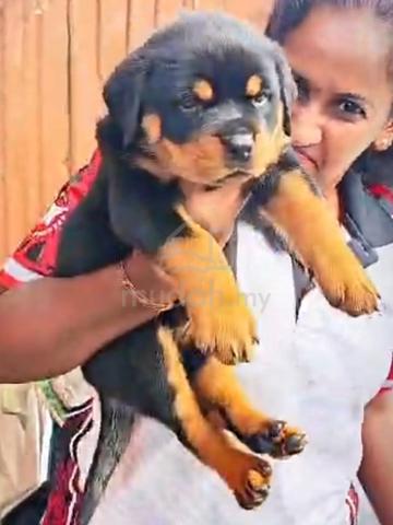Rottweiler puppy - photo 2 of 4