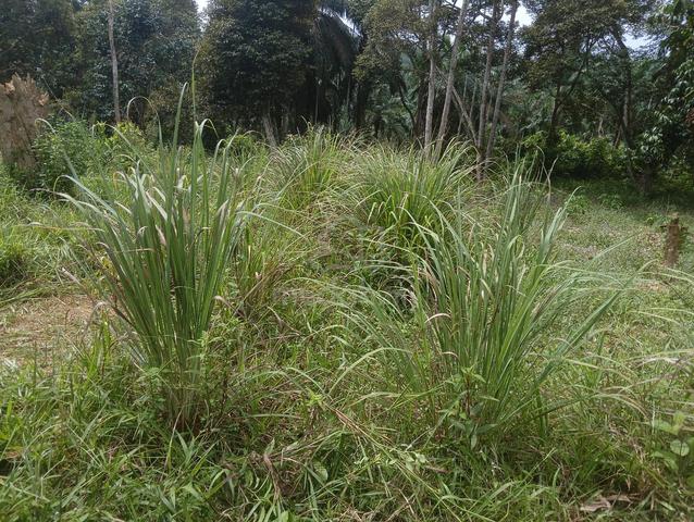 kebun durian 1
