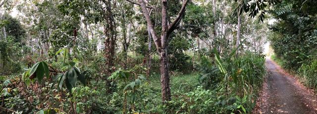 Kebun Getah di Hutan Lembah 2