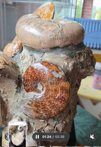 Madagascar Large Ammonite clusters with stand. - photo 2 of 6