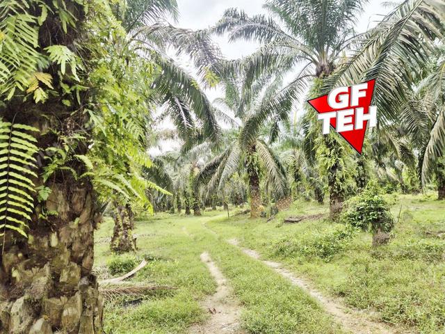 5.04 acre Agricultural Land | Sungai Bakap | Sungai Jawi | Penang b 1