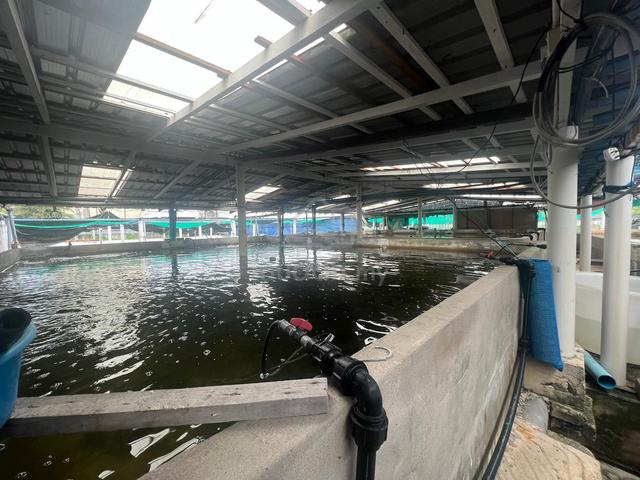 Fishing Farm 27000sf Swiftlet Nest BEDONG Kedah ALL SYSTEM READY 1