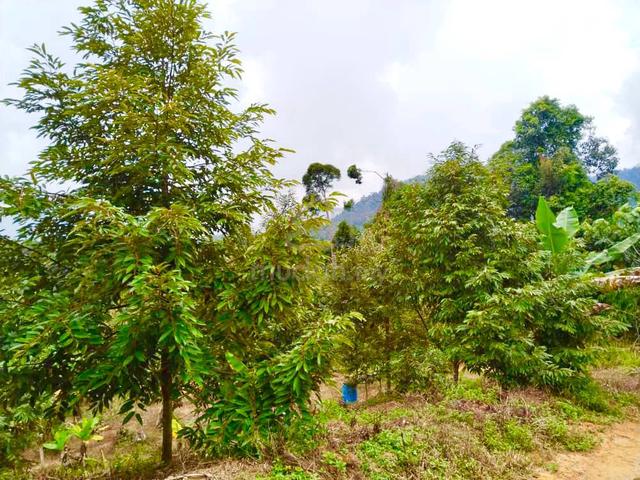 [KEBUN MUSANG KING MURAH] Dusun Musang King Sungai Cheroh Raub Pahang 1