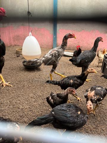 Anak Ayam Kampung - photo 2 of 3
