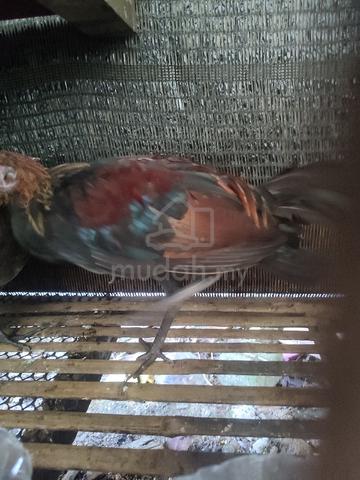 Carousel Image Selected