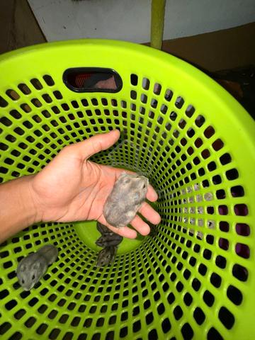 Carousel Image