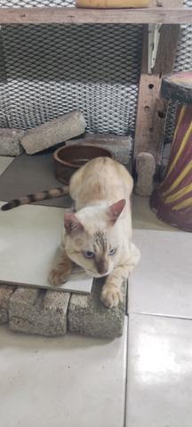 Bengal rosette snow (pure 100%) - Pets for sale in Marang, Terengganu