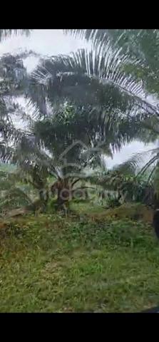 Ladang kelapa sawit good roi 100 tan ++ permonth with bautiful river 3