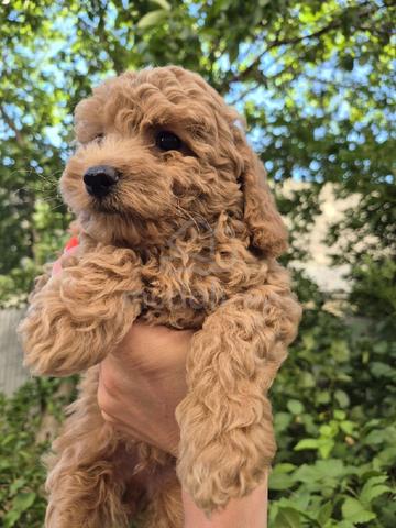 Poodle  - photo 2 of 2