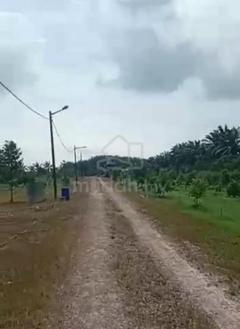 Durian Farm Kluang Johor 1