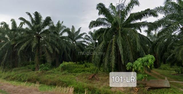 Prime Location Super Value 1Acre Agriculture Land Jeram Kuala Selangor 3