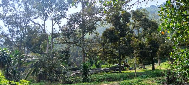 Kebun Durian – Durian Orchard for SALE in Pantai, Negeri Sembilan 1