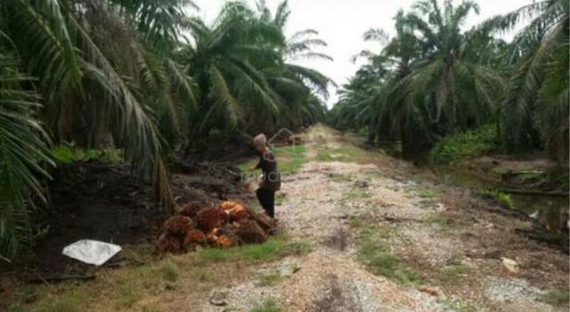Palm Oil Plantation for Sale Near Teluk Intan, Perak – 3,313 Acres 1