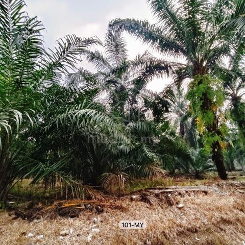 Cheapest😱10 Acre Agriculture Land Sale!Ulu Yam Batu 30 Batang Kali 1