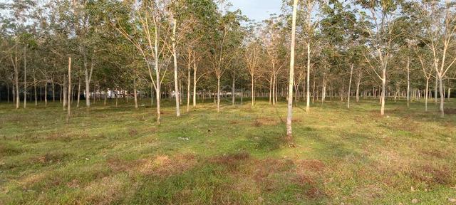 9 ACRE NON BUMI LOT FREEHOLD Tanah Siliau Rantau 3