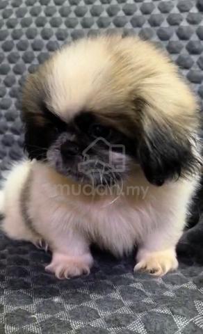 Pekingese Puppies male female - photo 6 of 6