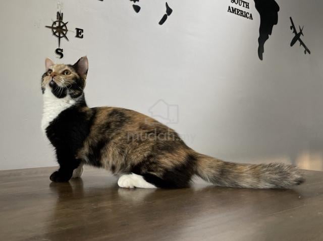 Munchkin Supershort (Female) - photo 5 of 5