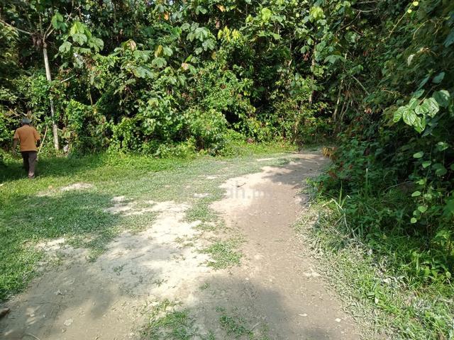 7km ke Bandar pekan. Tanah Pertanian ☘️ di Permatang Pauh Mukim Pekan 1