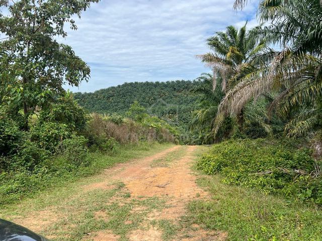 Multiple Agriculture Purpose Land (3 Acre) with Reserve Road for Sale 1